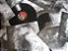 Gore: Consumed By Slow Decay - LP - Imagem 2