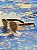 ÓCULOS CAIRO - TRANSPARENTE/TURTLE - Imagem 5