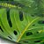 Papel de Parede Texturizado Folhas Tropicais - PP320 - Imagem 4