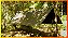 Tarp EX-FA/A2+ Mata Atlântica 400x300 cm Nylon Emborrachado Impermeável com 22 Pontos de Ancoragem - Imagem 1