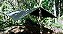 Tarp EX-FA/A2+ Mata Atlântica 400x300 cm Nylon Emborrachado Impermeável com 22 Pontos de Ancoragem - Imagem 2
