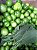Tomatillo mexicano - Polpa congelada - Imagem 2