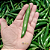 Pimenta Serrano In Natura - Imagem 3