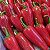 Pimenta Jalapenho Vermelha In Natura | Fresca, Maturada e Autêntica Mexicana - Imagem 3