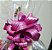Cesta de Chocolate Encanto - Imagem 3