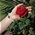 Pulseira Novena das Rosas de Santa Teresinha (Santa Terezinha) - Imagem 4