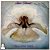 LP Amii Stewart - Paradise Bird - Disco De Vinil 1979 - Hm - Imagem 1
