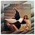 LP Dollar - Shooting Stars - Disco de Vinil 1979 - Hm - Imagem 2