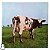 LP Pink Floyd - Atom Heart Mother - Disco de Vinil 1971 - Hm - Imagem 1