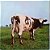 LP Pink Floyd - Atom Heart Mother - Disco de Vinil 1971 - Hm - Imagem 2