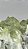 Barita verde - Imagem 6