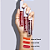 Gel Tint Feels Mood  - Ruby Rose - Imagem 2
