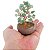 Mini Bonsai de Quartzo Verde 10cm - Cura Energética, Vitalidade e Renovação Interior - Imagem 3