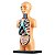 Lab Corpo Humanojogo Interativo Criança Brinquedo - Imagem 3