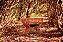 POLTRONA TRICASE - DIBRIANZA - Imagem 1