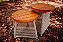 MESA DE APOIO ENTRE TERRAS - DIBRIANZA - Imagem 3