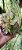 Aeonium kiwi pote 11 - Imagem 1