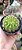 Echinopsis Calochlora pote 11 - Imagem 1