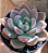 Graptoveria "Opalina" pote 11 - Imagem 1