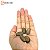 Fava Divina - Imagem 2