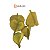 Fava Oxum - Amarela - Imagem 2
