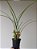 Maxillaria tenuifolia - Imagem 2