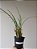 Maxillaria tenuifolia - Imagem 3
