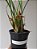Maxillaria tenuifolia - Imagem 4