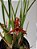 Maxillaria tenuifolia - Imagem 1