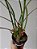 Maxillaria tenuifolia - Imagem 5