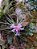 Tillandsia tenuifolia - Imagem 2