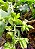 Catasetum socco - Imagem 1