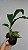 Catasetum socco - Imagem 3