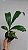 Catasetum socco - Imagem 4