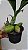 Catasetum socco - Imagem 5