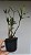 Dendrobium kingianum tipo - Imagem 3