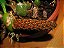 Bulbophyllum crassipes - Imagem 3