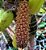 Bulbophyllum crassipes - Imagem 4