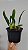 Bulbophyllum crassipes - Imagem 7