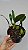 Bulbophyllum crassipes - Imagem 8