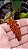 Bulbophyllum crassipes - Imagem 2