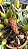 Bulbophyllum crassipes - Imagem 5