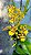 Oncidium sphacelatum - Imagem 2