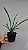 Oncidium sphacelatum - Imagem 3