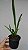 Oncidium sphacelatum - Imagem 4