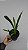 Oncidium sphacelatum - Imagem 5