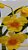 Dendrobium crysotoxum - Imagem 3
