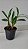Dendrobium crysotoxum - Imagem 5
