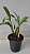 Dendrobium crysotoxum - Imagem 4