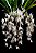 Coelogyne flaccida - Imagem 1